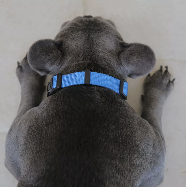 Bouledogue français portant un collier réglable bleu, anneau en D en métal argenté pour attacher une médaille, confortable et durable.